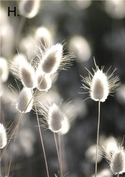 Idyllic Nature Prints - Image 11