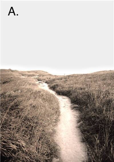 Idyllic Nature Prints - Image 4