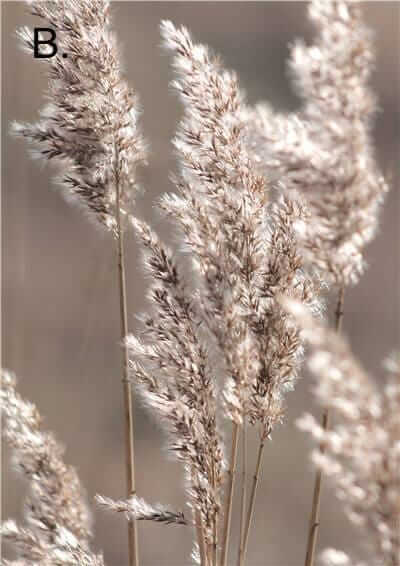Idyllic Nature Prints - Image 5