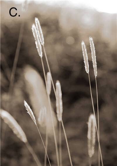 Idyllic Nature Prints - Image 6