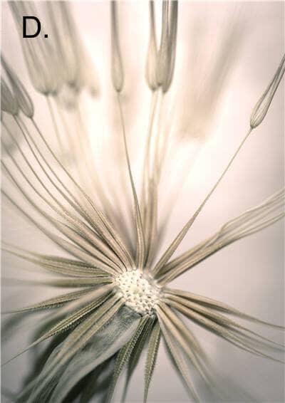 Idyllic Nature Prints - Image 7