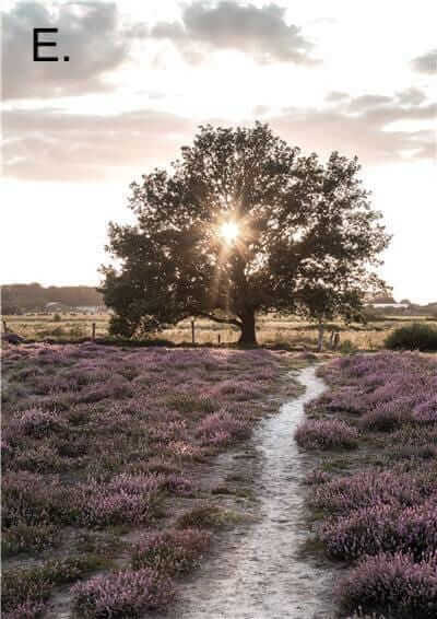 Idyllic Nature Prints - Image 8
