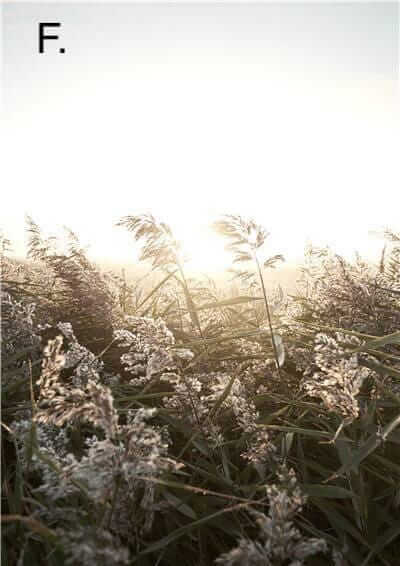 Idyllic Nature Prints - Image 9